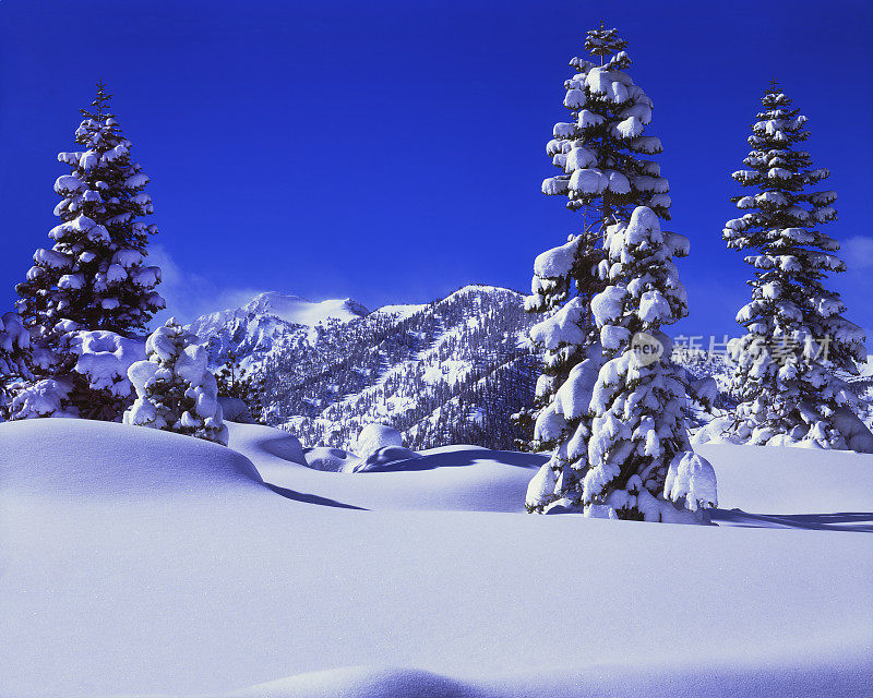 新鲜的冬雪载满松树