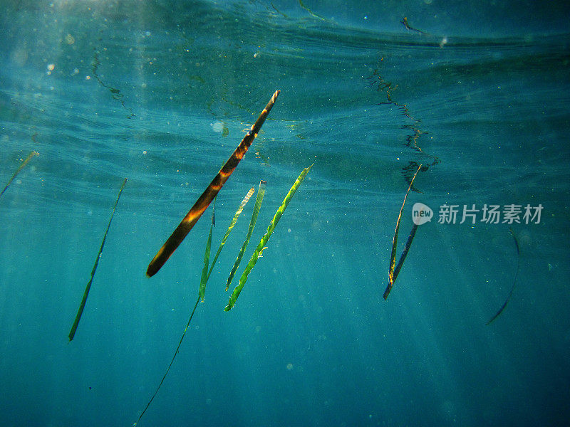 在海面下