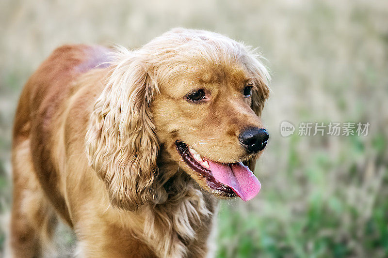 一个美丽的红色狗的肖像纯种英国可卡犬停留在草地上在阳光灿烂的一天