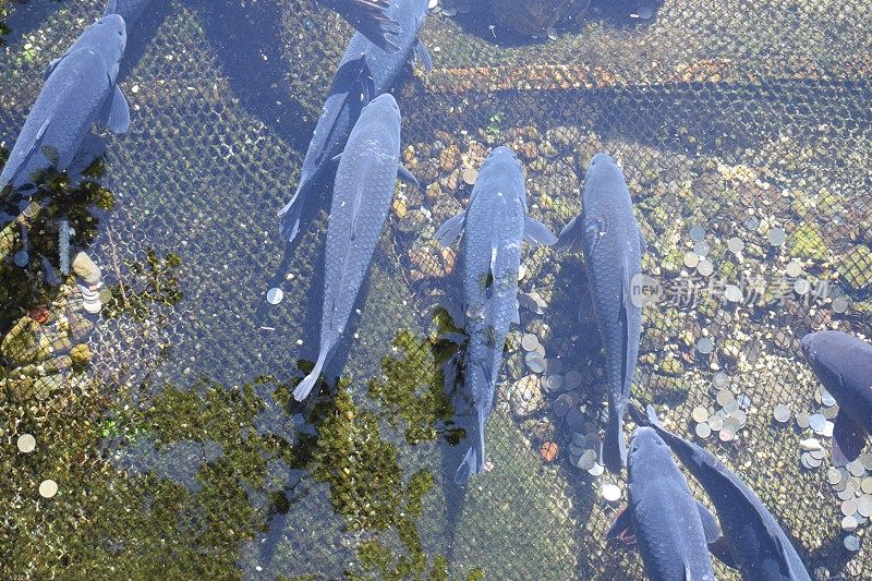 大群的彩虹鳟鱼在池子里游泳，池底有硬币和砾石