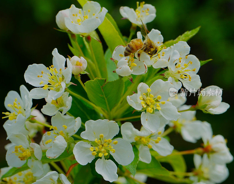 威拉米特河山谷蜜蜂