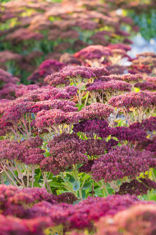 花落景天或石竹植物