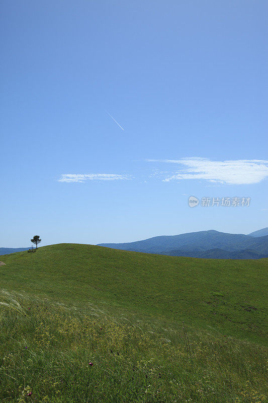 山地野花草甸