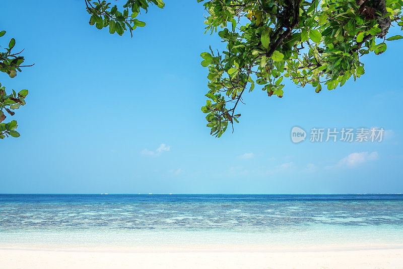 夏季热带海滩背景