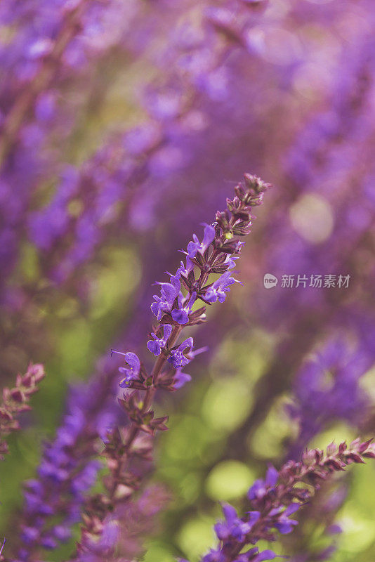 娇嫩的紫色鼠尾草开花了