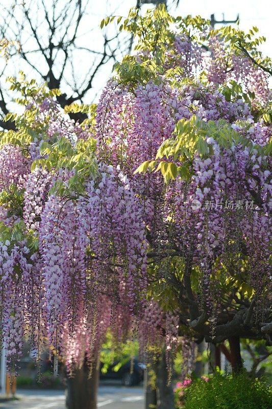 日本紫藤花