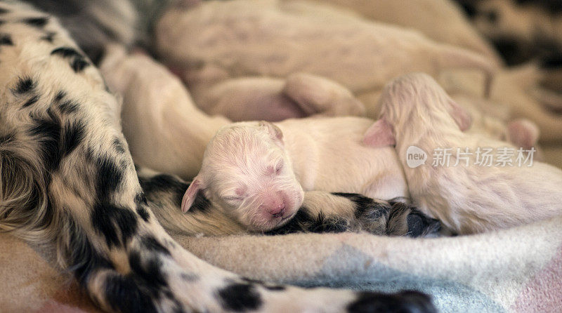 新生的英国赛特犬在意大利睡觉