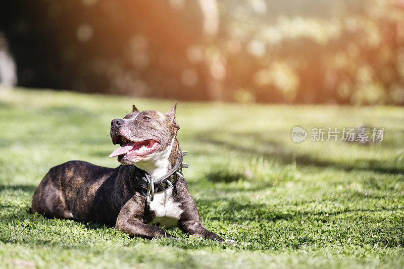 公园里的比特斗牛犬