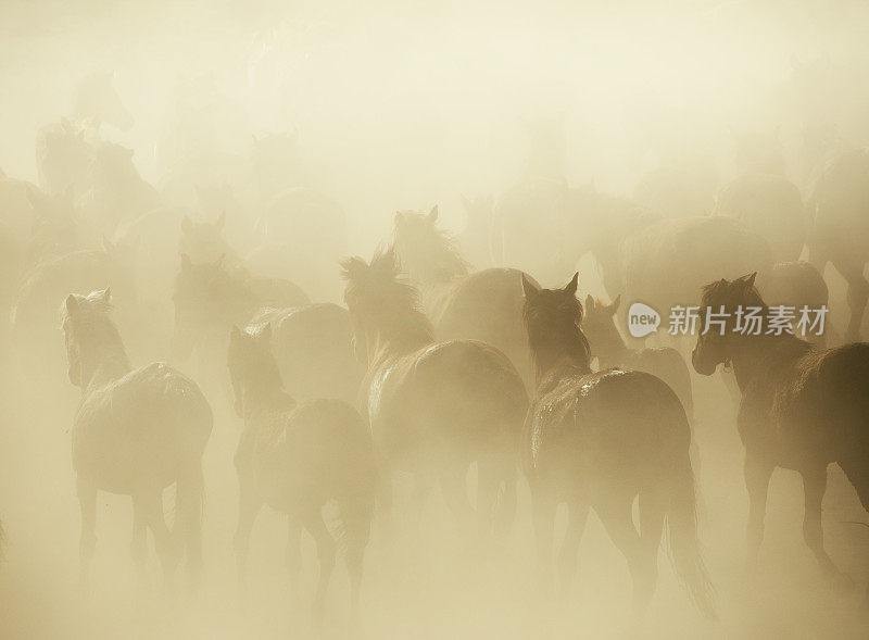 一群在尘土中奔跑的野马