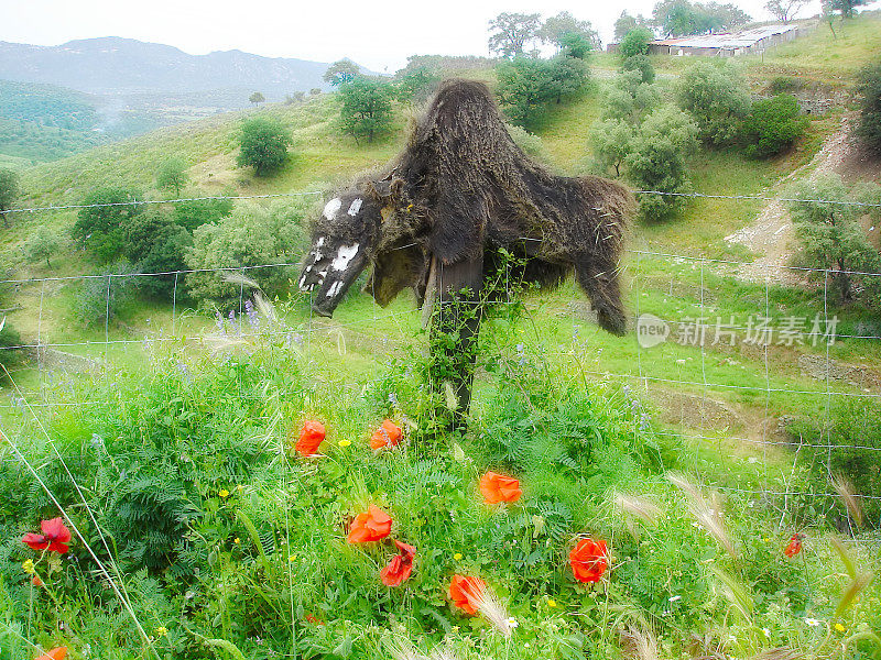 野猪藏在科西嘉岛