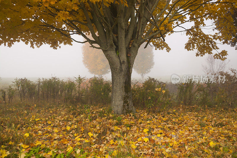 美国佛蒙特州，一个雾蒙蒙的秋天早晨，一棵孤零零的枫树