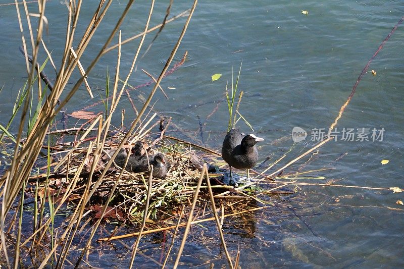 意大利塞斯托·卡延春，在提契诺河岸上筑巢的白骨顶家庭