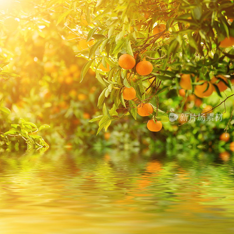 橘色阳光明媚的花园