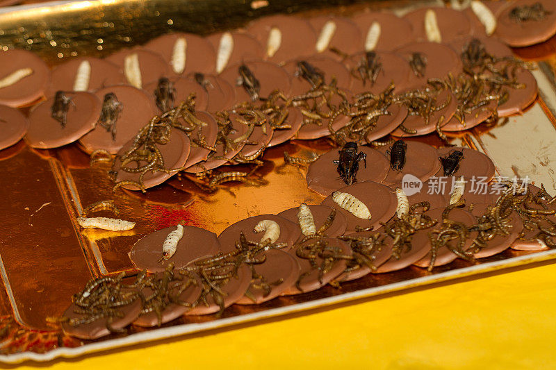 食虫，蟋蟀和幼虫吃巧克力