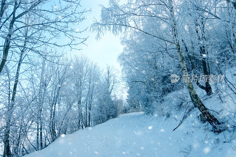 森林降雪