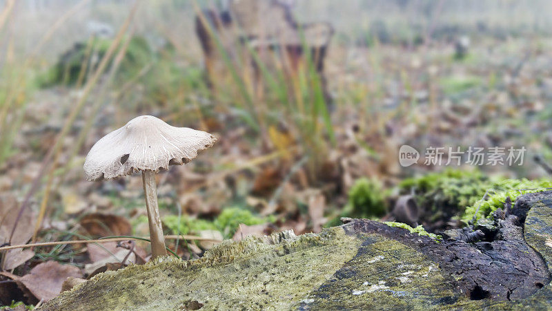 小solitair蘑菇