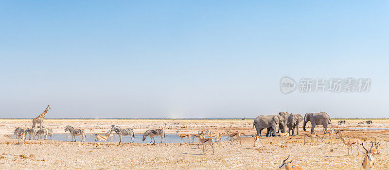 大象，长颈鹿，伯切尔斯斑马，跳羚，水坑里的蓝色角马