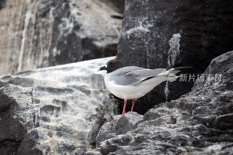 熔岩海鸥(加拉帕戈斯群岛)