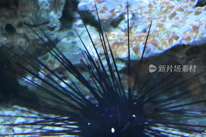 水族馆里的海胆