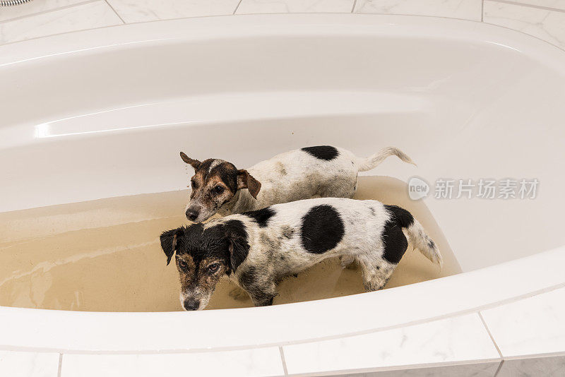 杰克罗素，两只脏狗站在浴缸里