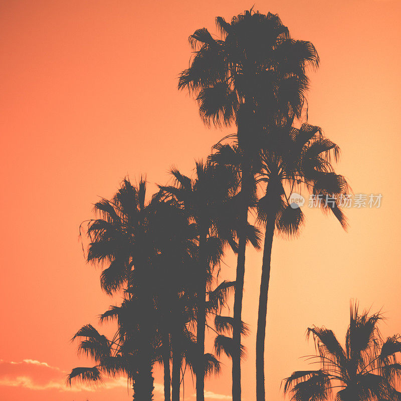 棕榈树映衬着橙色和红色的日落