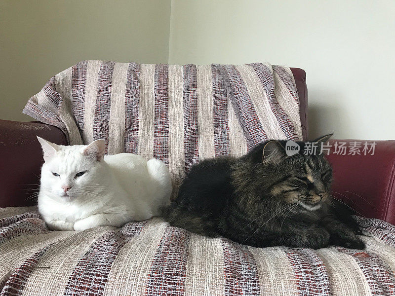 两只猫，一只缅因猫和一只土耳其安哥拉猫舒服地躺在躺椅上。