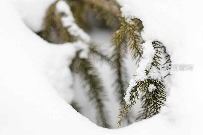 雪中的冷杉针叶