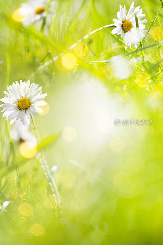 微距拍摄的雏菊花