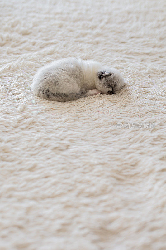 小猫宝宝睡在白色的毯子上。