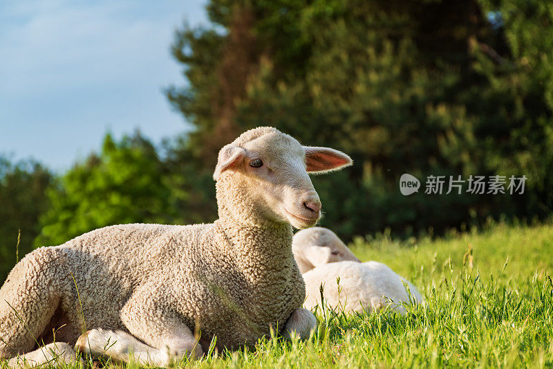 草地上的绵羊和羊羔