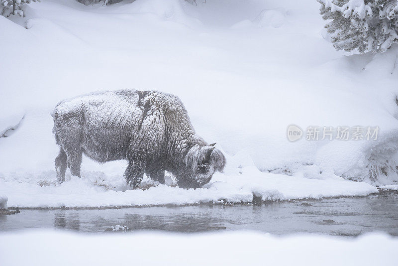 白雪覆盖的野牛-黄石国家公园
