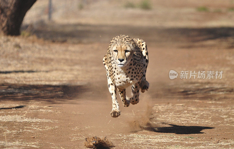 奔跑的猎豹，带着诱饵运动，完全在空中飞行。