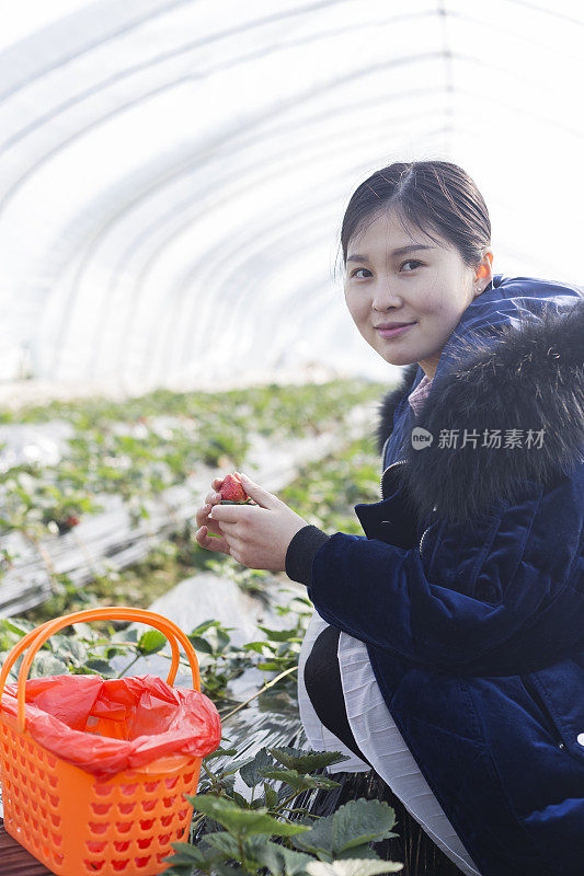 一个女人在温室里用篮子摘草莓