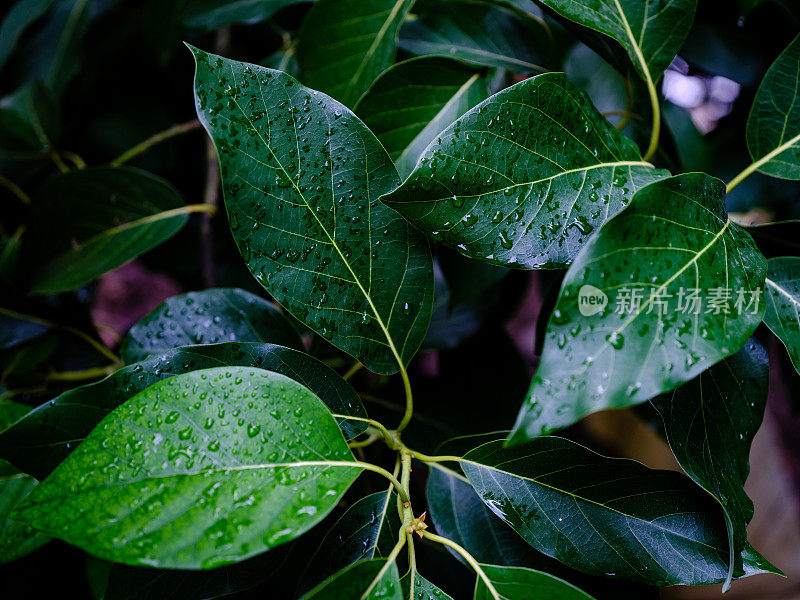 下雨天的牛油果树叶