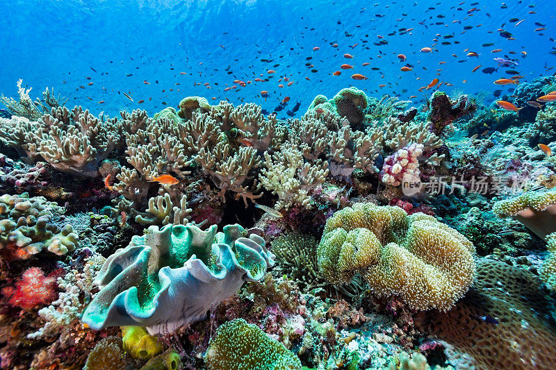 斑藻和麻藻皮珊瑚天堂，班达海，印度尼西亚