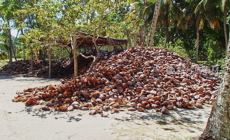 塞舌尔群岛上的椰子壳堆