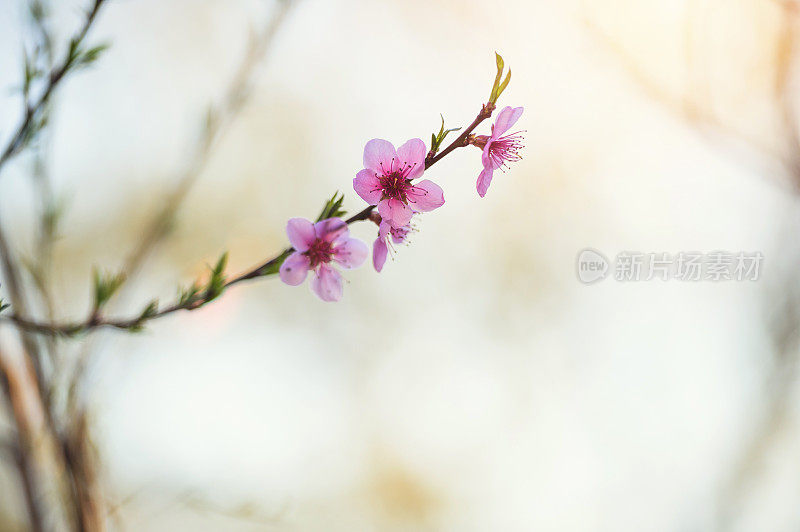 樱花花枝架