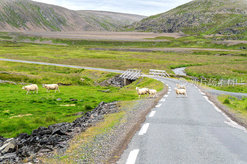 在挪威芬马克，在Varanger国家旅游路线上吃草的绵羊