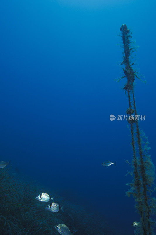 水下景观萨尔戈鱼学校海洋生命水肺潜水员的观点