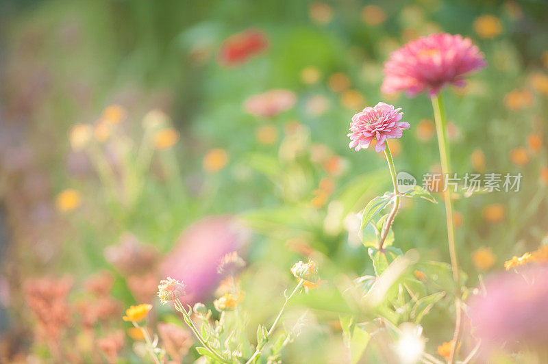 阳光下花园里五颜六色的百日菊