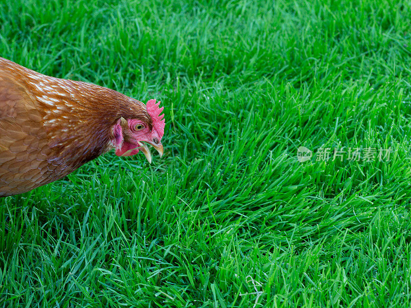 青草地上的鸡