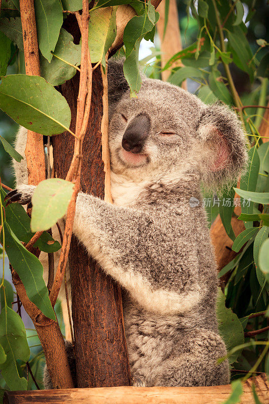 考拉在澳大利亚的桉树