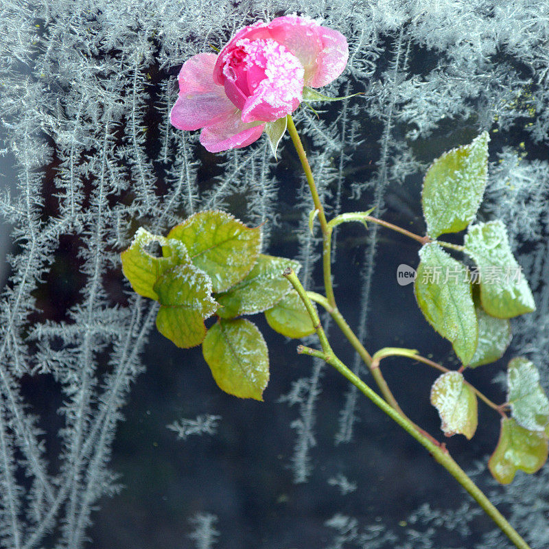 粉红色的玫瑰映衬着冰冻窗户上的冰晶