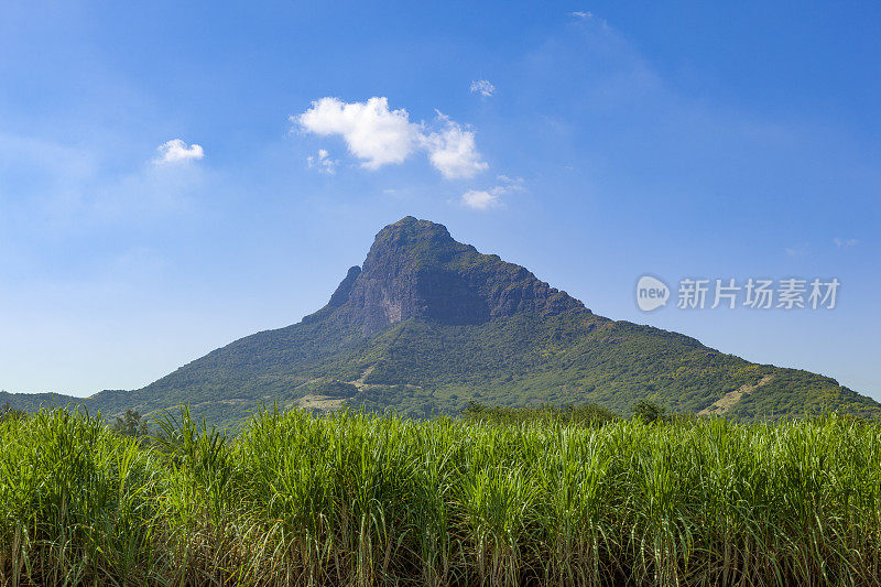 甘蔗田，毛里求斯岛，非洲