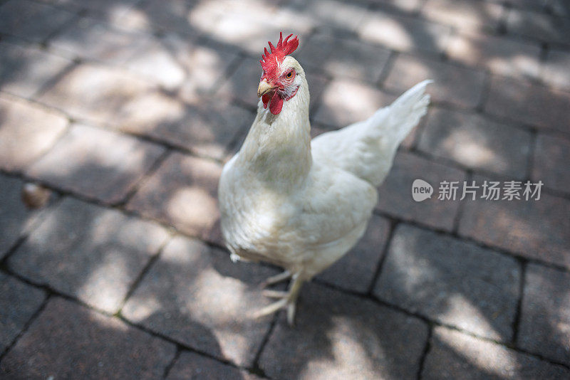 澳大利亚农场里的公鸡