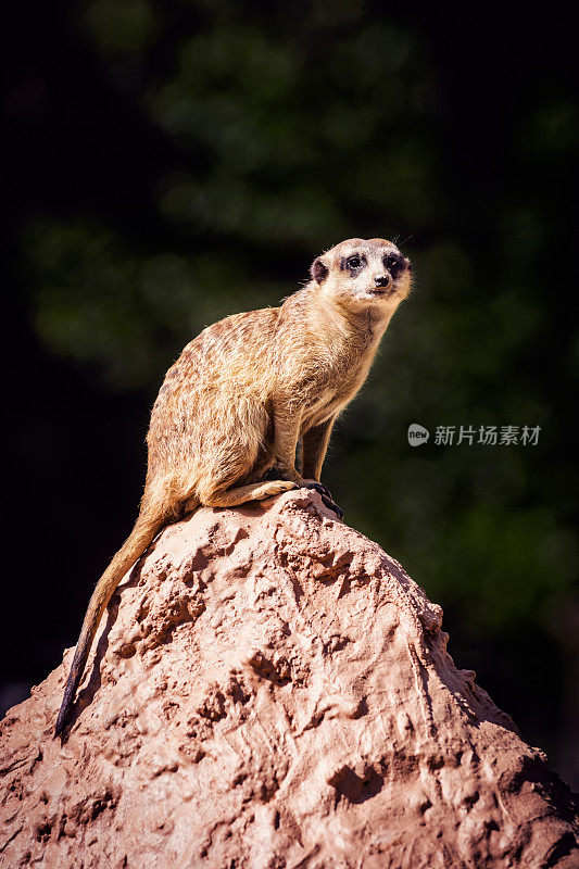 猫鼬坐在岩石上守卫族群