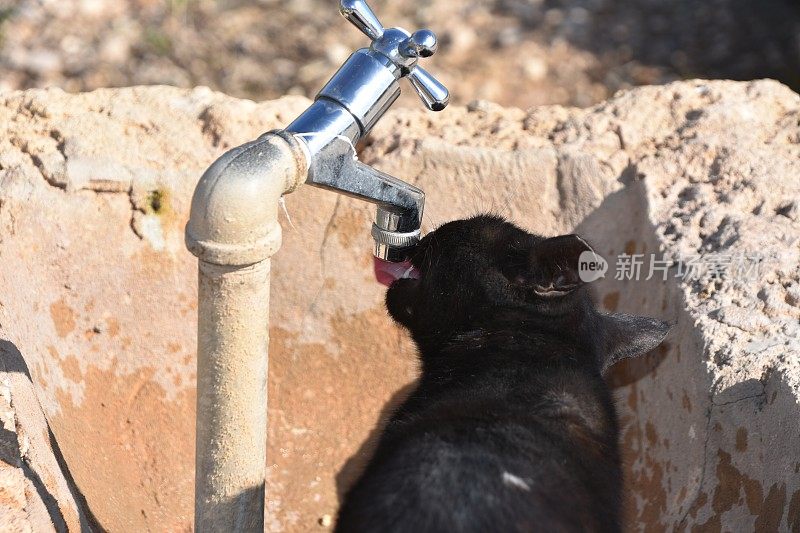 猫从水龙头里喝水