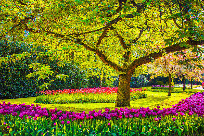 树和郁金香花在春天的花园里。库肯霍夫,荷兰、欧洲。