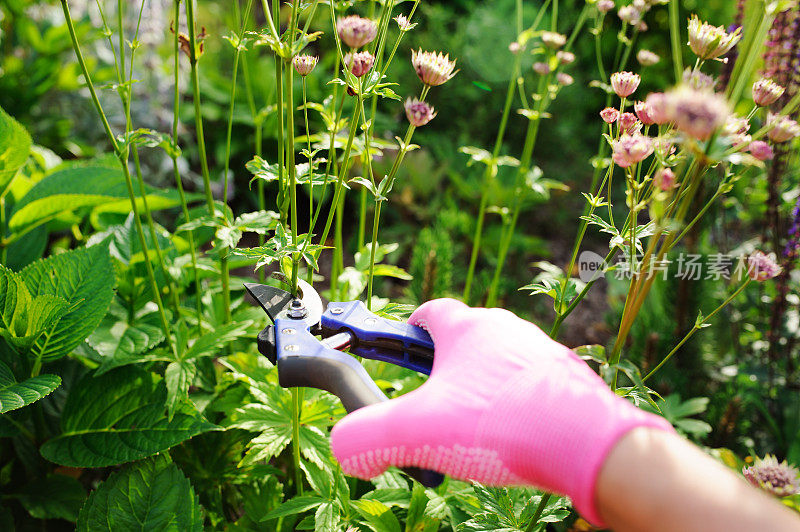 开花后修剪多年生植物。夏季季节性的园艺工作