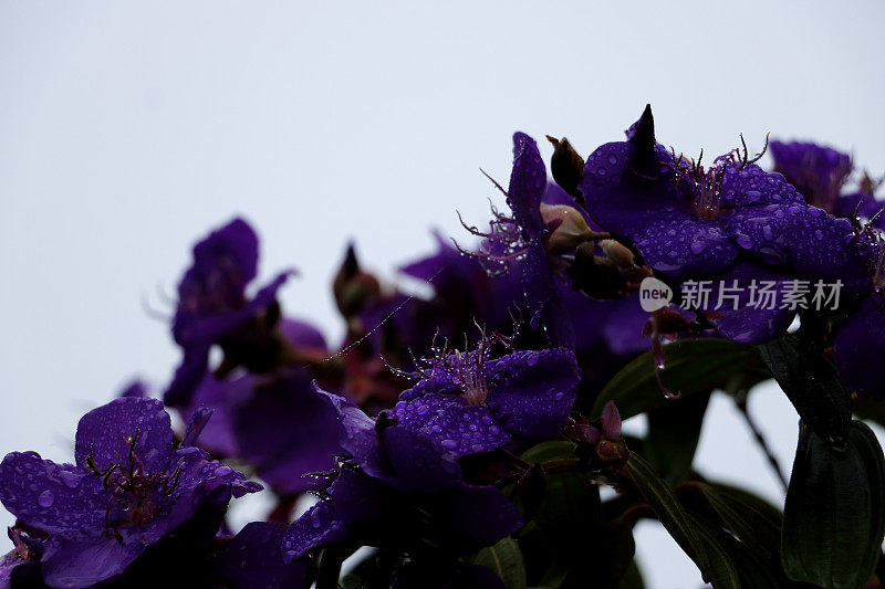 Tibouchina花上的雨滴